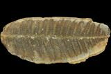 Fossil Fern (Oligocarpia) Pos/Neg - Illinois #121214-2